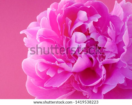 Close up of the petals of a pink flower Peony, Paeonia, on a pink background