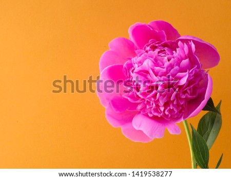Isolated saturated pink Peony, Paeonia on a Orange background