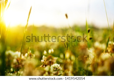 Beautiful spring and summer wild violet clover flower on the field . Selective focus. nature background. 