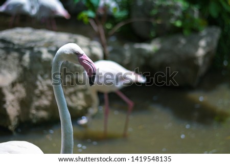 Focus in head of Flamingo birds for design in your work animal in nature. 
