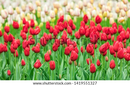 Field of red and white tulips.