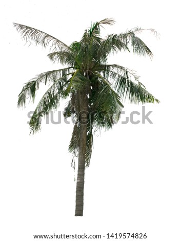 Coconut tree isolated on white background, tropical fruit growing .With Clipping Path.