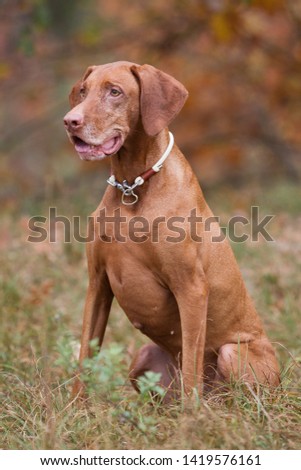 Autumn portraits of a magyar vizsla senior dog