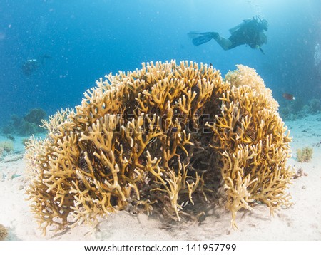 Scuba diver swimming over a beautiful tropical coral reef