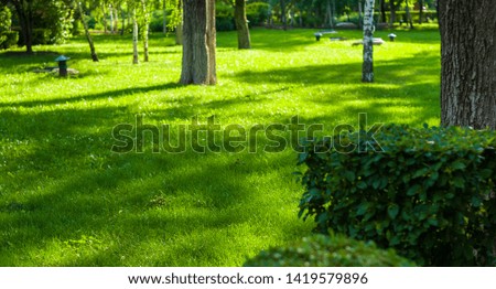 early summer landscape, old Park, trees, bushes, green grass, bright green leaves