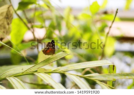 Orange butterfly sitting on leaf in garden.