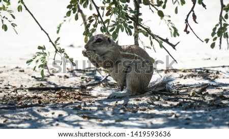 Cape Ground squirrel eating a seed in the shade in Central Kalahari Game Reserve. 