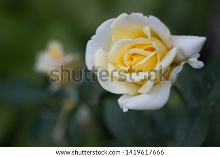 Yellow roses in the garden, close up