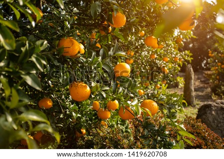 Orange garden from Jeju Island, South Korea. Royalty-Free Stock Photo #1419620708