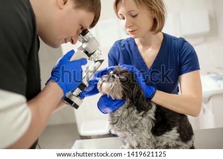 Veterinary, ophthalmologists examine the injured eye of a dog with a slit lamp in a veterinary clinic. Royalty-Free Stock Photo #1419621125