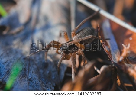 Macro photo of spider in the forest