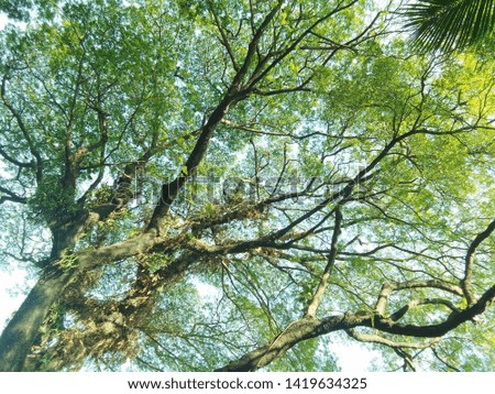 Beautiful nature tree photography image