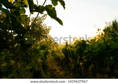 flowering grape vines on way to change berry