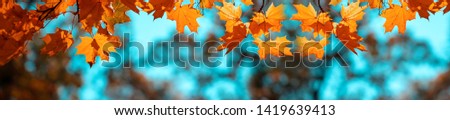 Red maple leaves against the blue sky. Banner autumn background. Royalty-Free Stock Photo #1419639413