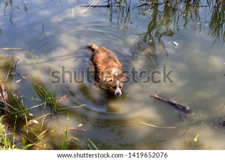 the dog enjoys the cool water of the lake on a hot summer day