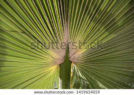 green palm leaves in the garden