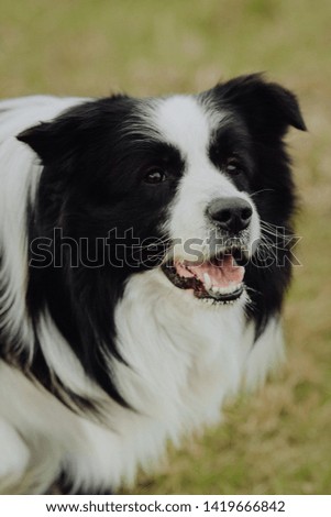 beautiful spring portrait of adorable black and white border collie in the blossoming park
