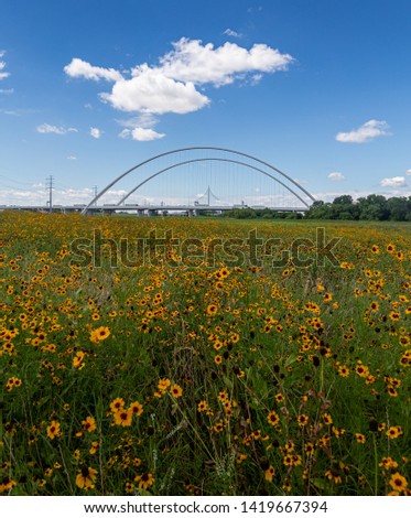 This is the picture of Margaret McDermott Bridge and Wildflowers in Dallas Texas