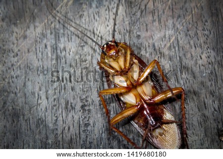 Roaches lie dead on wooden floor, Dead cockroach ,Close up face , Close up roaches
