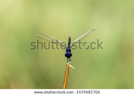 Beauty dragonfly free in the nature