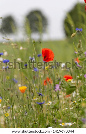red poppy flowers in a field at south germany summer afternoon