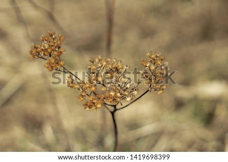 Photo of dry blade. Selective focus. Portrait of autumn dry grass. 