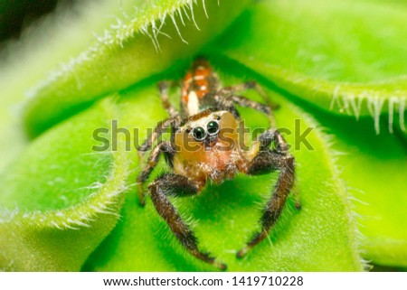 Jumping spider,are a group of spiders that constitute the family Salticidae.it is on the sunflower.
