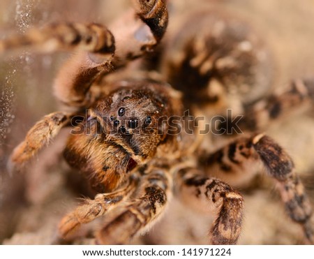 Tarantula spider macro