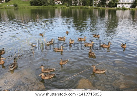 mallard ducks with baby ducks swimming in a lake