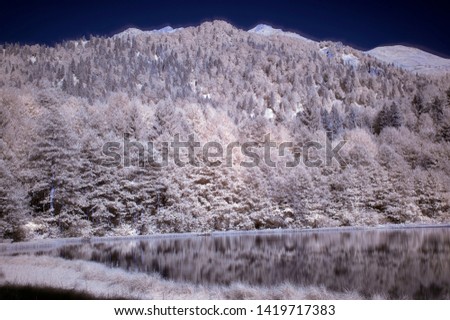  photo of trees has snowy frozen branches with reflection of amazing nature and lake