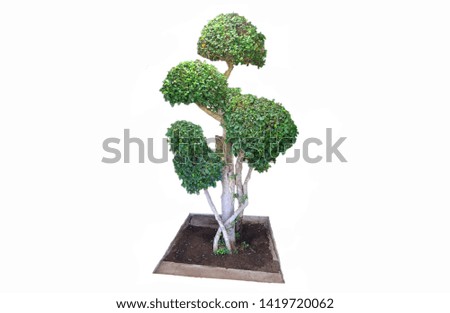 tree​ isolated with​ white​ background.​ ​ 