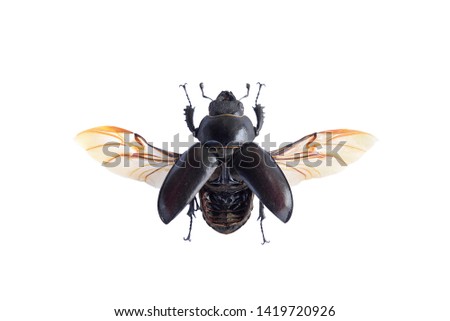 Macro image of a female stag beetle insect (Lucanus cervus) with spread wings in high resolution