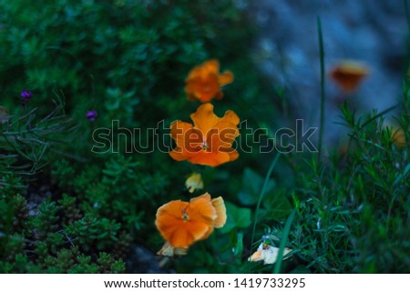 orange pansies growing between some grass