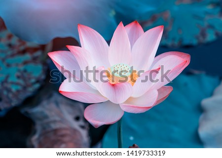 pink lotus flower plants in water  Royalty-Free Stock Photo #1419733319