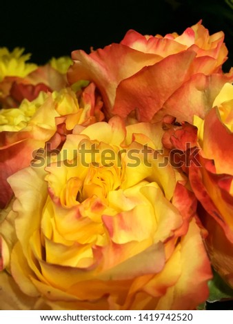 Beautiful orange roses flower on black background. Rose isolated.