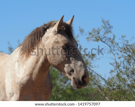 The side capture of a wild horse with blue eyes.