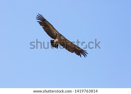 Spanish griffon vulture in the north of Madrid, Spain.