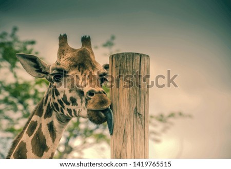 Giraffe portrait focused on the eyes.