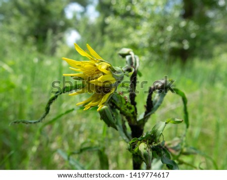 Goat's-beard flower (Tragopogon pratensis) or Meadow salsify is edible to humans plant and therefore, even before flowering it was attacked by pests (some kind of aphid)