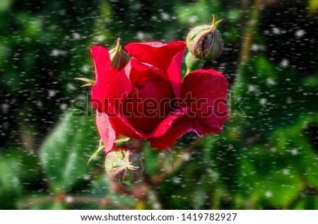 the most beautiful red rose after the rain, on a beautiful decor with a little particles. affordable cover, ilustration card, invitation.