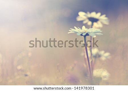vintage daisy chamomile flowers field at sunrise