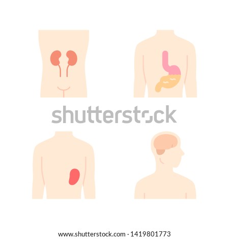 Healthy human organs flat design long shadow color icons set. Kidney and spleen in good health. Functioning stomach. Wholesome brain. Internal body parts in good shape. Vector silhouette illustrations