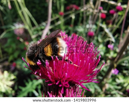 Busy bumble bees on this pink Cirsium flower