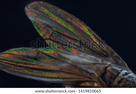Macro image of fly wing