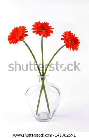 Three gerberas symmetrically arranged in a clear glass vase