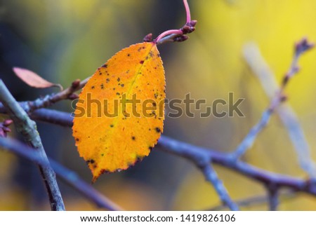 Lonely yellow leaf on a branch in the fall with a blurry background