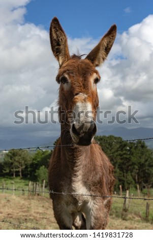 Donkey close up portrait in farm. 
 Picture taken in a cloudy day. The background is a farm/nature environment.