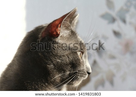 Russian blue cat portrait in sunlight