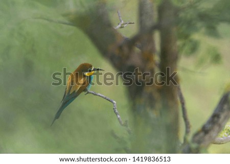 European bee eater in the natural environment, wildlife photography, close up, detail, merops apiaster, Czech Republic