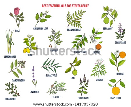 Best essential oils for stress relief. Hand drawn vector set of medicinal plants
